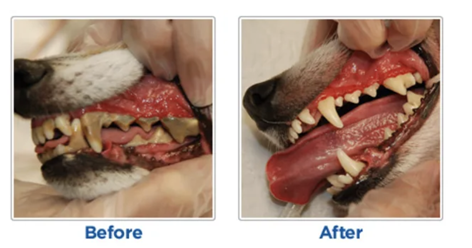 Canine Teeth Cleaning Service Riverside CA