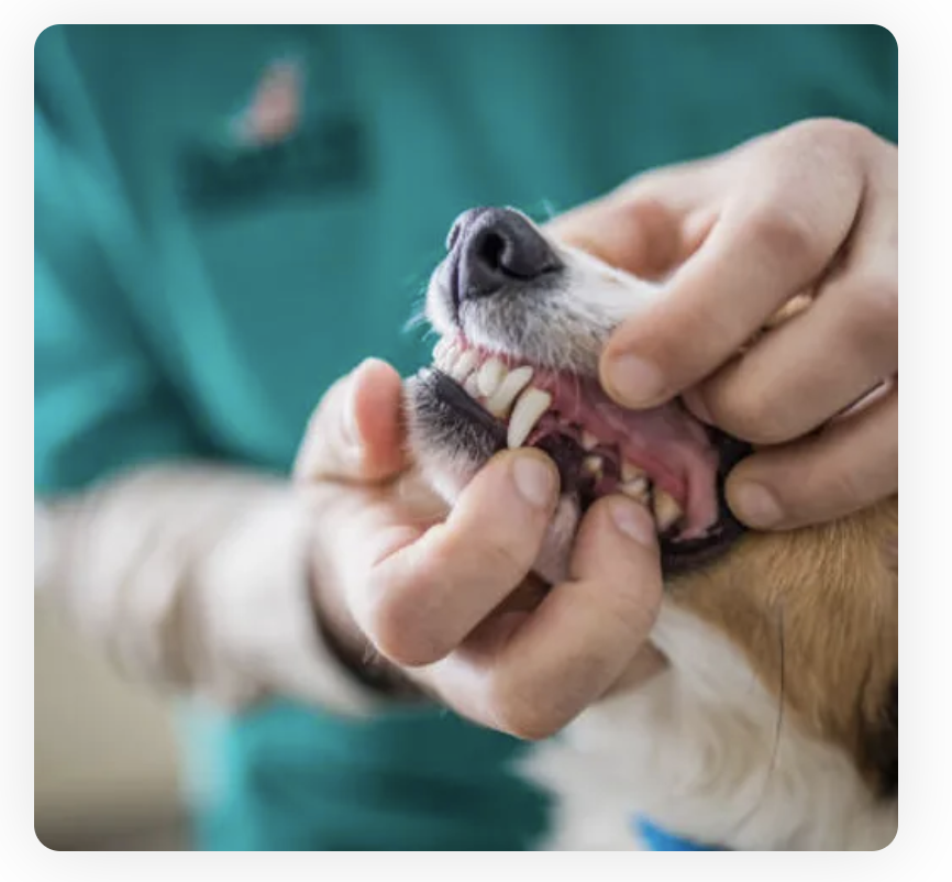 Canine Teeth Cleaning Riverside CA